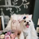 더스타일샵 이미지