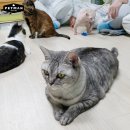 (주) 팻맨 이미지