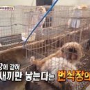 &#39;동물농장&#39; 제작진, 강아지 공장 방송 나간 이후 협박성 연락 받아 이미지