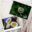 장현3리 이미지