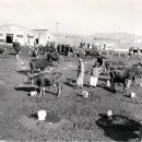 마장리 목장 이미지