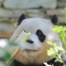 생활조경(주간) | 2025년 7월 3주 푸바오 소식(7/14~7/20), 생일주간