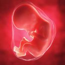 인간행동과사회환경 이미지