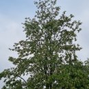 해독삼육오 | 오지산행후기(876차) 철원나들이(2021.05.30.일)