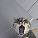 마오캣 | 마오😺매력덩어리