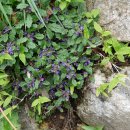 금창초 Ajuga decumbens Thunb. 이미지