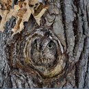 부엉이의 놀라운 위장술 이미지