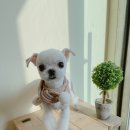 강아지는 미용빨 이미지