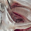 Pressed dr 이미지