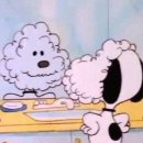 스타애견 이미지