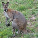 캥거루 (Kangaroo)