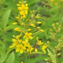 1645 | 술깨야 니러 안자 : 김성최(金盛最 1645-1713)