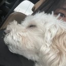 나는 버럭이가 좋아