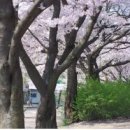 사리울삼거리 네이버블로그