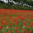 황룡강변2 이미지