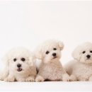 우리아이 동물메디컬센터 이미지