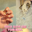 요니네일 이미지