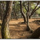 배동삼릉 이미지