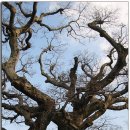 성읍리-7 이미지