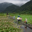 고성 상리 연꽃 공원 이미지