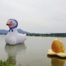 낙동강오리알 이미지