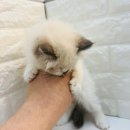 오늘은 그루밍 | 정왕동고양이분양 렉돌