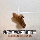 유일테크 | 슬개골 탈구 예방을 위한 TPU 미끄럼 방지 강아지 매트 #내돈내산