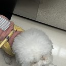 놀러오개 애견유치원 애견호텔 울산동구점 | 대구 야외애견카페 대형운동장이랑 대형 주차장이 있어서 놀기 좋은 불로동 폴인80
