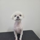 왓츠그루멍 다산 애견미용실 이미지