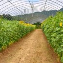 용해농장 이미지