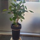 춘천시청 이미지