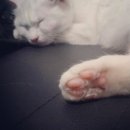 딱지애견샵 이미지