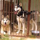 멋진강아지 이미지