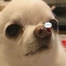 의림대로32길 | [문곡역1730] 제천현지인맛집 : 제천막창집 제천고기집 야외분위기 너무 좋은 곳