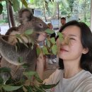 show dog | [호주여행] 브리즈번 론파인 코알라 상투아리 동물원, 가격, 코알라 사진찍기, 캥거루 먹이주기 후기