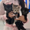 멍군애견 이미지