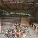 청계축산 이미지