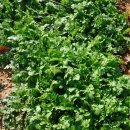 녹색농원 이미지