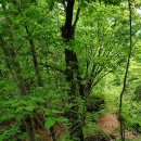 숲속의궁전 이미지