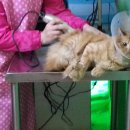 멍멍이랑 사랑하기 이미지