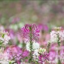 풍접초 (클레오메, Spider flower) 이미지