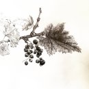 당신의 꽃그림, 보태니컬 아트 이미지