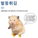 [내돈내산]마이디데이 브로멜라인 후기/부작용/칼로리,영양정보/다이어트보조제