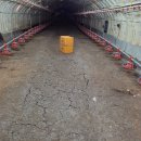 육계농장 이미지