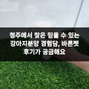 강아지 분양 프러포즈펫 | 청주에서 찾은 믿을 수 있는 강아지분양 경험담, 바른펫 후기가 궁금해요