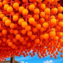 경남 진주 수목원 단풍 함안 파수리 곶감 마을 명소 소개 합니다 이미지