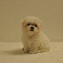 유올펫 강아지고양이 청주점 이미지