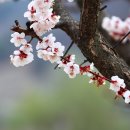 [2026년 부활 제2주일 곧, 하느님의 자비주일] 예수님의 신발사이즈 280, 내 신발사이즈 275 이미지