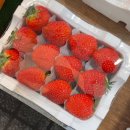 청량리 경동시장 쌀국수맛집 반미신자오 / 청량리 딸기맛집 세윤상회 농할상품권 내돈내산 후기
