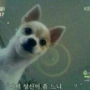 도그매니저 이미지